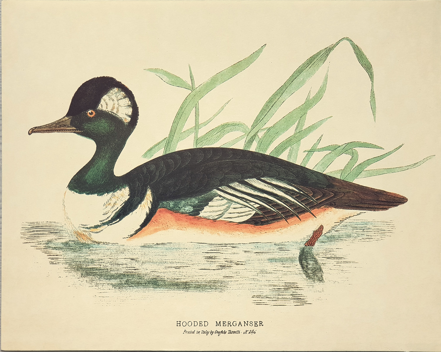 Drucke: Enten: Hodded Merganser - 30x24 cm